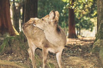 9 April 2012 The Deer of Nara, in Nara Park, Japan,