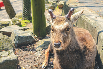 9 April 2012 The Deer of Nara, in Nara Park, Japan,