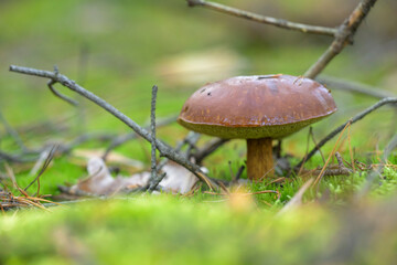 Ein Maronen-Röhrling steht im Wald 