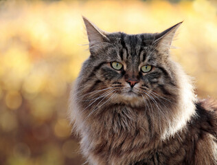 A portrait of norwegian forest cat male in autumnal environment