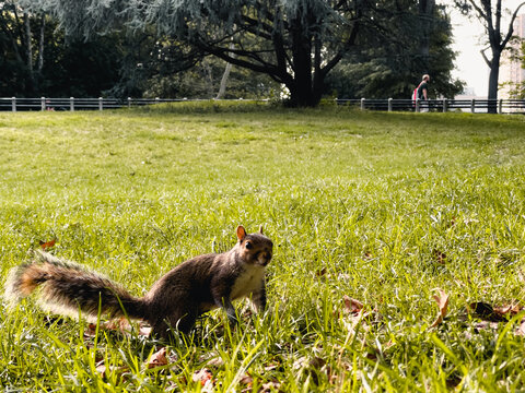 Squirrel in the park