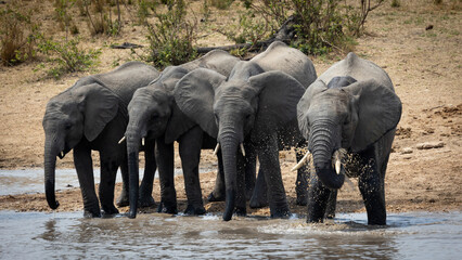A huge herd of African elephants at a waterhole