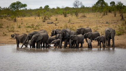 Fototapeta na wymiar A huge herd of African elephants at a waterhole