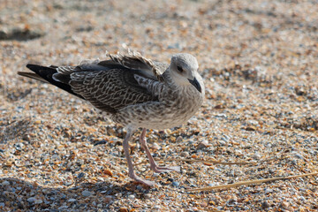Photo of a seagull relaxing by the seashore