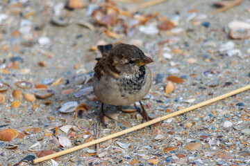 Sparrow on the beach