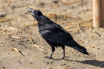 Photo of a crow relaxing on the beach