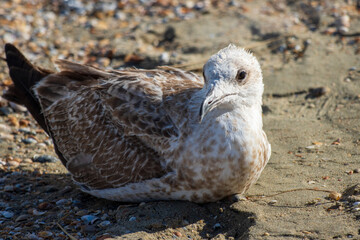 Close-up Photo of a seagull relaxing in the sand
