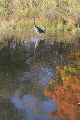 Great heron strolling thru the shallow waters.