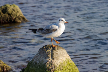 Photo of a seagull  relaxing on a stone pillar 