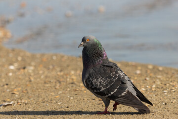 Obraz premium Close-up photo of a pigeon standing by the seaside