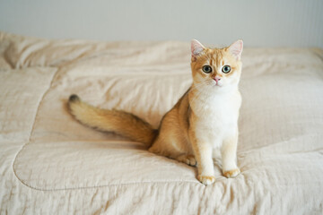 Kitten with green eyes - adorable British shorthair gold cat with deep rich green eyes on bed.