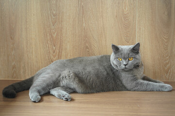 A fat Blue British Shorthair cat is resting on a wooden floor. Looking at camera.