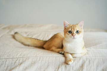 Kitten with green eyes - adorable British shorthair gold cat with deep rich green eyes on bed.