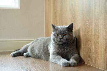 A fat Blue British Shorthair cat is resting on a wooden floor. Looking at camera.