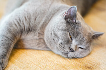 A fat Blue British Shorthair cat is resting on a wooden table.