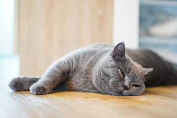 A fat Blue British Shorthair cat is resting on a wooden table.