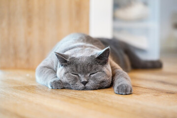 A fat Blue British Shorthair cat is resting on a wooden table.