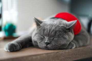 A fat Blue British Shorthair cat is resting on a wooden table.