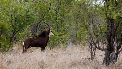 Sable cow in the wild
