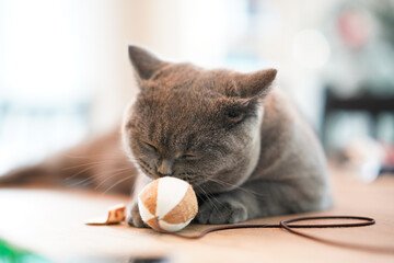 A British Short Hair cat sticking out tongue and playing cat toy on wooden table.