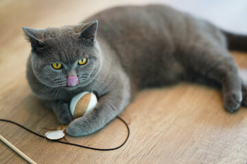 A British Short Hair cat sticking out tongue and playing cat toy on wooden table.