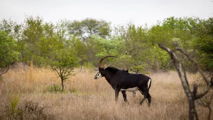 Poster a sable bull in the wild © Jurgens