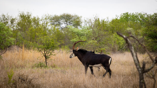 a sable bull in the wild