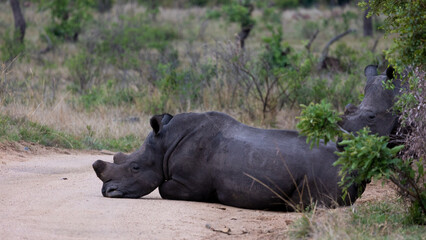 White rhino early morning in Kruger