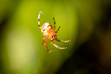Spider