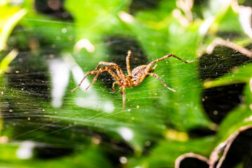 Spider