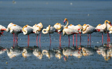 flamingos in the lake