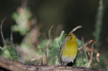 Atlantic canary Serinus canaria. Male. The Nublo Rural Park. Tejeda. Gran Canaria. Canary Islands. Spain.