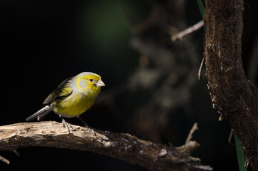 Atlantic canary Serinus canaria. Male. The Nublo Rural Park. Tejeda. Gran Canaria. Canary Islands. Spain.