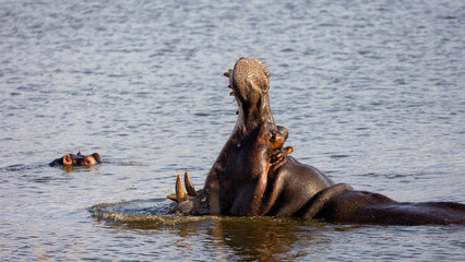 Fototapeta na wymiar Hippo bull dominance displayed in the water