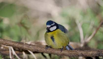African blue tit Cyanistes teneriffae hedwigii calling. The Nublo Rural Park. Tejeda. Gran Canaria. Canary Islands. Spain.