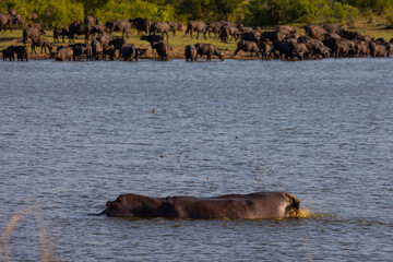 a hippo bull flicking dung in a waterhole