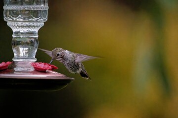 Selective focus shot of Anna's hummingbird drinking water from a bird feeder © Debi Murk/Wirestock Creators