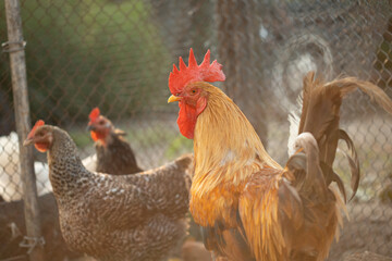 Portrait of a rooster in a chicken coop with hens on the background. Shallow depth of field