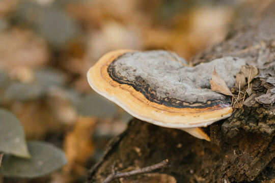 Huba Bilder Durchsuchen 528 Archivfotos, und Videos