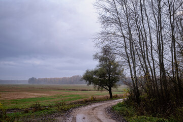 Obraz premium Latvia countryside in autumn, winding country road, forest ahead, leafless trees, pine tree