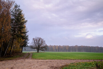 Latvia countryside in autumn, leafless oak in field, green winter wheat field, forest ahead, dirty sand road