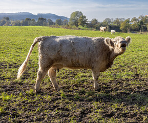 cows in a meadow, Switzerland