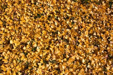 Ginkgo biloba leafs on land in autumn time. Czech Republic.