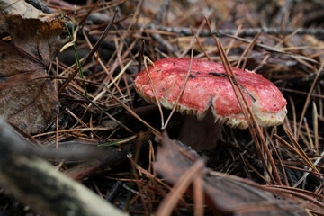 red mushroom in the forest