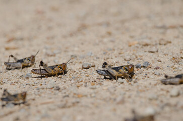 Nymphs of Moroccan locust Dociostaurus maroccanus. Cruz de Pajonales. Integral Natural Reserve of Inagua. Tejeda. Gran Canaria. Canary Islands. Spain.