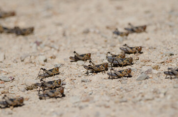 Nymphs of Moroccan locust Dociostaurus maroccanus. Cruz de Pajonales. Integral Natural Reserve of Inagua. Tejeda. Gran Canaria. Canary Islands. Spain.