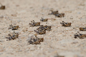 Nymphs of Moroccan locust Dociostaurus maroccanus. Cruz de Pajonales. Integral Natural Reserve of Inagua. Tejeda. Gran Canaria. Canary Islands. Spain.