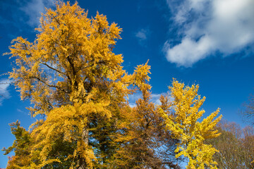 Ginkgo biloba tree in autumn time under blue sky.  Czech Republic.