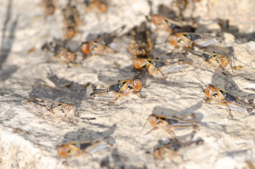 Nymphs of Moroccan locust Dociostaurus maroccanus. Cruz de Pajonales. Integral Natural Reserve of...