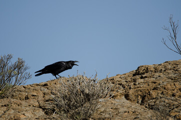 Canary Islands raven Corvus corax canariensis calling. Cruz de Pajonales. The Nublo Rural Park. Tejeda. Gran Canaria. Canary Islands. Spain.
